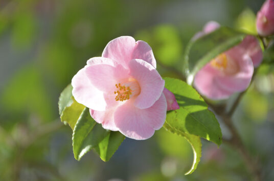 Spring Camellia Display at the Goryokaku Tower
