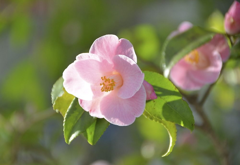 Spring Camellia Display at the Goryokaku Tower